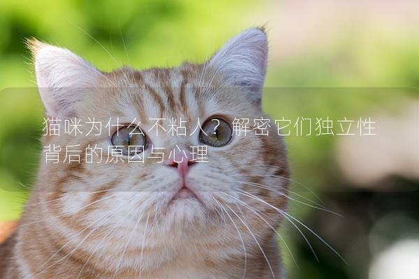 猫咪为什么不粘人？解密它们独立性背后的原因与心理