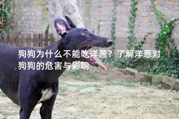 狗狗为什么不能吃洋葱？了解洋葱对狗狗的危害与影响