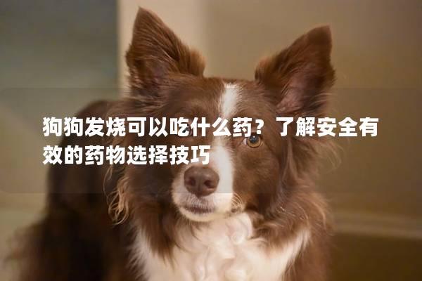 狗狗发烧可以吃什么药？了解安全有效的药物选择技巧