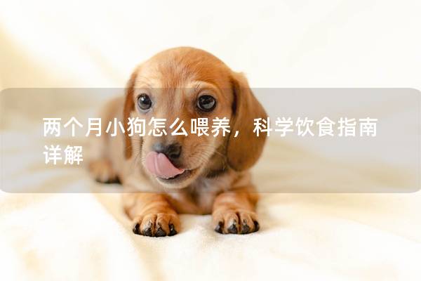 两个月小狗怎么喂养，科学饮食指南详解