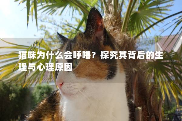 猫咪为什么会呼噜？探究其背后的生理与心理原因