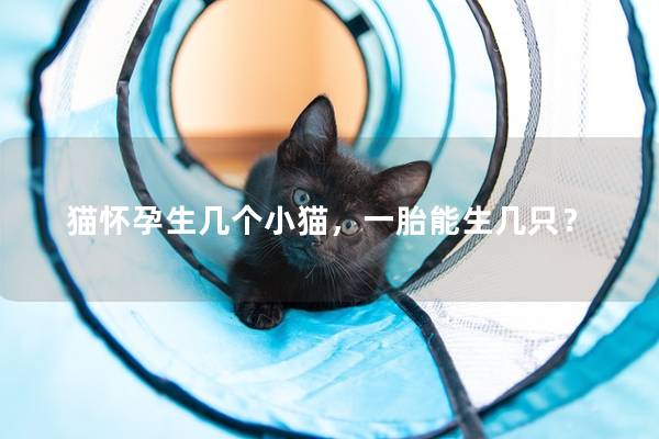 猫怀孕生几个小猫，一胎能生几只？