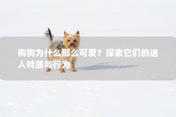 狗狗为什么那么可爱？探索它们的迷人特质与行为