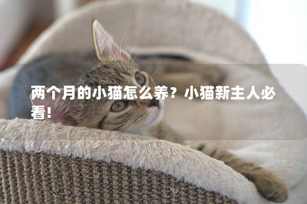 两个月的小猫怎么养？小猫新主人必看!