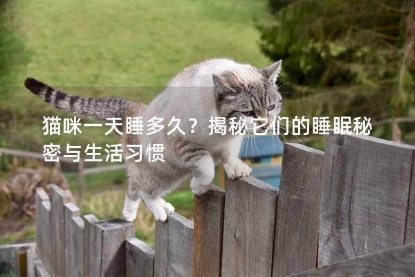 猫咪一天睡多久？揭秘它们的睡眠秘密与生活习惯