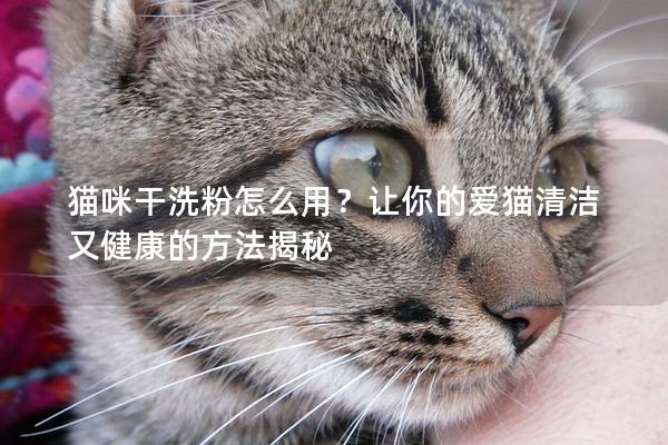 猫咪干洗粉怎么用？让你的爱猫清洁又健康的方法揭秘