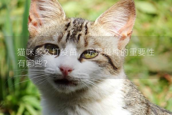 猫咪多久打疫苗，定期接种的重要性有哪些？