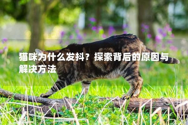 猫咪为什么发抖？探索背后的原因与解决方法