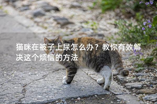 猫咪在被子上尿怎么办？教你有效解决这个烦恼的方法