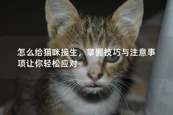 怎么给猫咪接生，掌握技巧与注意事项让你轻松应对