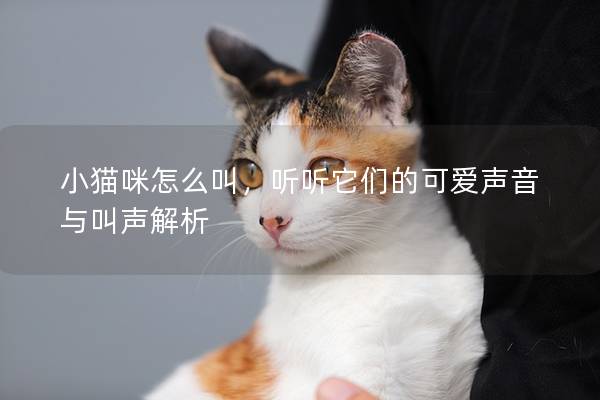 小猫咪怎么叫，听听它们的可爱声音与叫声解析