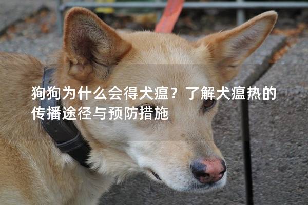 狗狗为什么会得犬瘟？了解犬瘟热的传播途径与预防措施