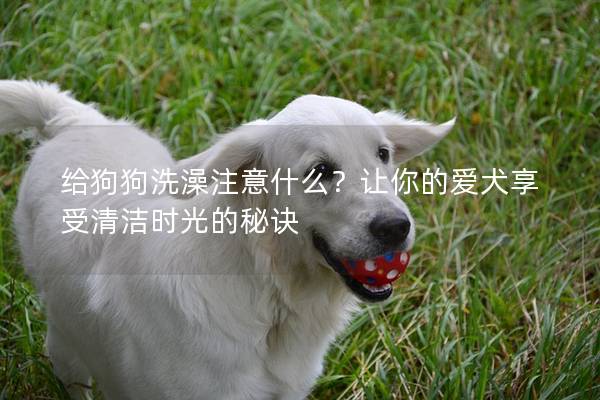 给狗狗洗澡注意什么？让你的爱犬享受清洁时光的秘诀