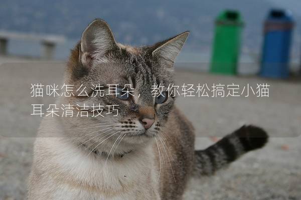 猫咪怎么洗耳朵，教你轻松搞定小猫耳朵清洁技巧