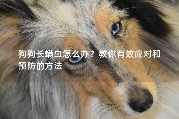 狗狗长螨虫怎么办？教你有效应对和预防的方法