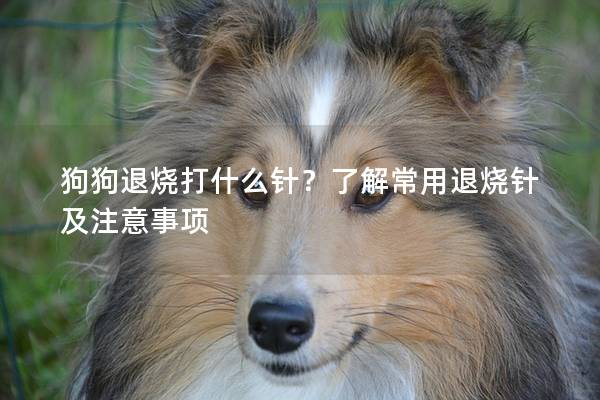 狗狗退烧打什么针？了解常用退烧针及注意事项