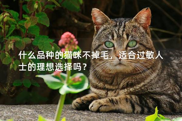 什么品种的猫咪不掉毛，适合过敏人士的理想选择吗？