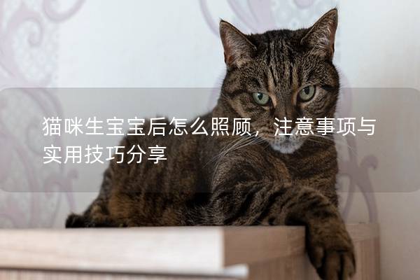 猫咪生宝宝后怎么照顾，注意事项与实用技巧分享