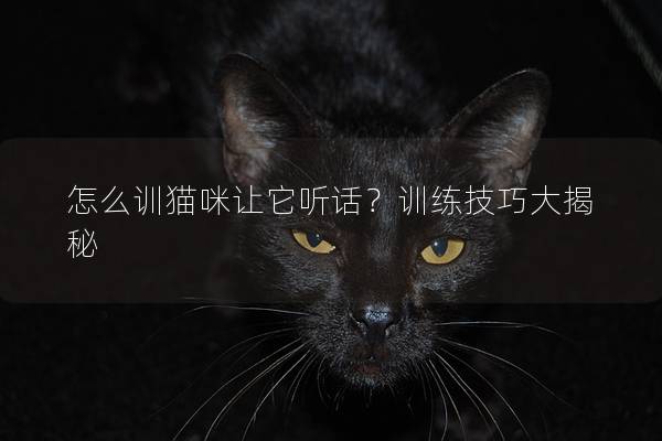 怎么训猫咪让它听话？训练技巧大揭秘