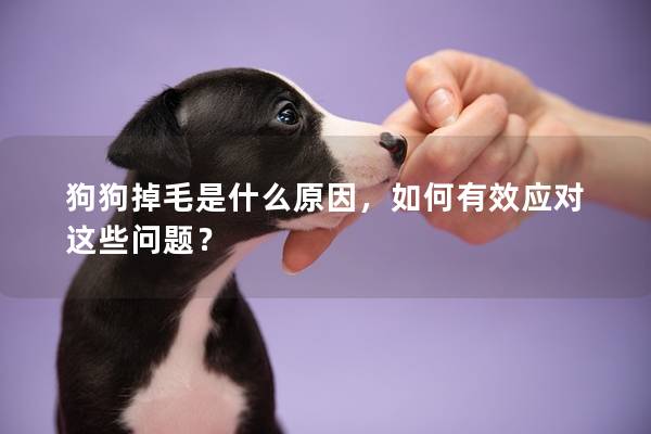 狗狗掉毛是什么原因，如何有效应对这些问题？