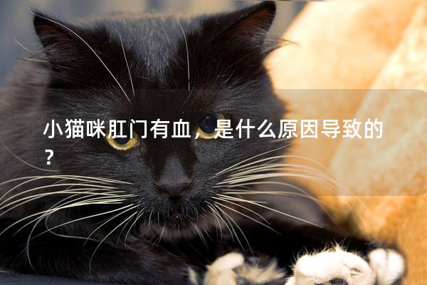 小猫咪肛门有血，是什么原因导致的？