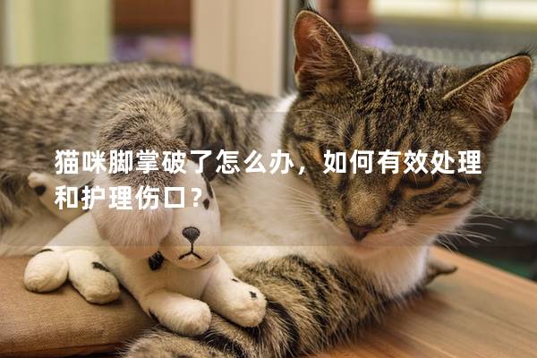 猫咪脚掌破了怎么办，如何有效处理和护理伤口？