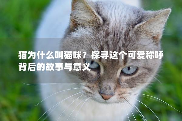 猫为什么叫猫咪？探寻这个可爱称呼背后的故事与意义