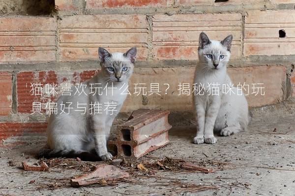 猫咪喜欢玩什么玩具？揭秘猫咪的玩具偏好与推荐