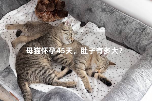 母猫怀孕45天，肚子有多大？