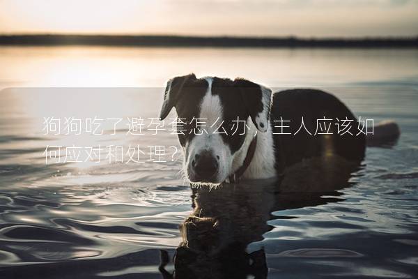 狗狗吃了避孕套怎么办，主人应该如何应对和处理？