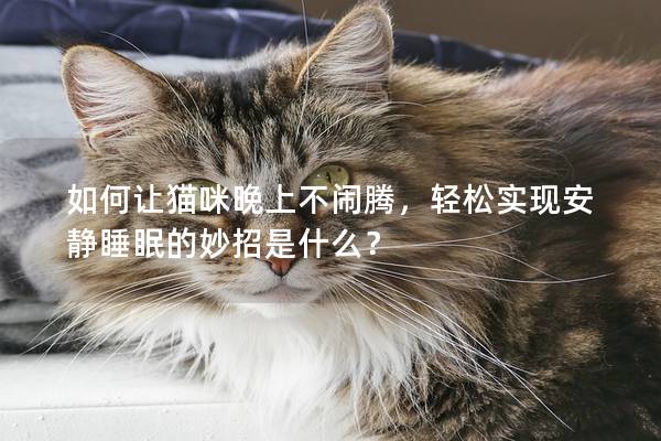 如何让猫咪晚上不闹腾，轻松实现安静睡眠的妙招是什么？