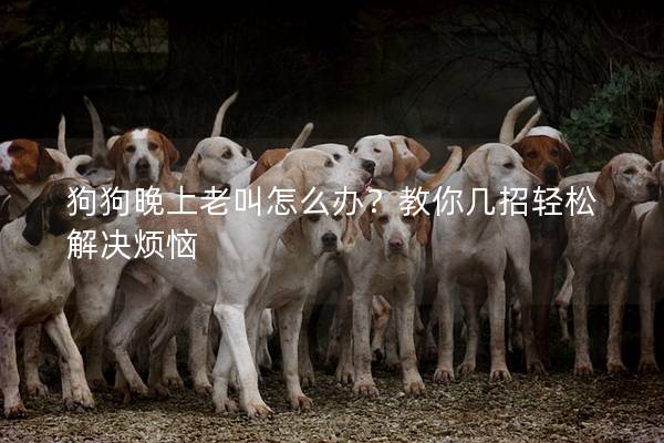 狗狗晚上老叫怎么办?教你几招轻松解决烦恼
