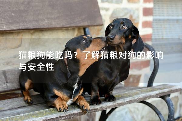 猫粮狗能吃吗？了解猫粮对狗的影响与安全性