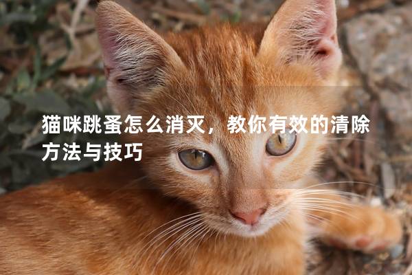 猫咪跳蚤怎么消灭，教你有效的清除方法与技巧