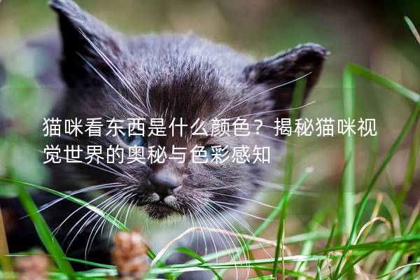 猫咪看东西是什么颜色？揭秘猫咪视觉世界的奥秘与色彩感知