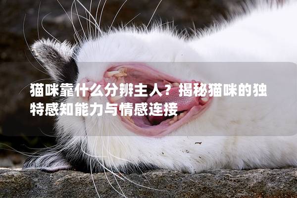 猫咪靠什么分辨主人？揭秘猫咪的独特感知能力与情感连接