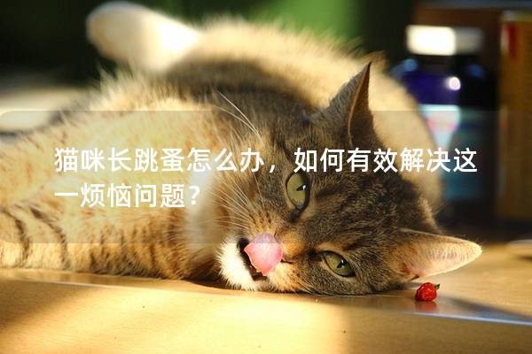 猫咪长跳蚤怎么办，如何有效解决这一烦恼问题？