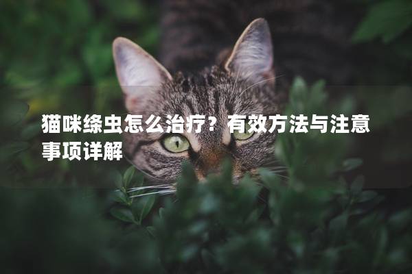 猫咪绦虫怎么治疗？有效方法与注意事项详解