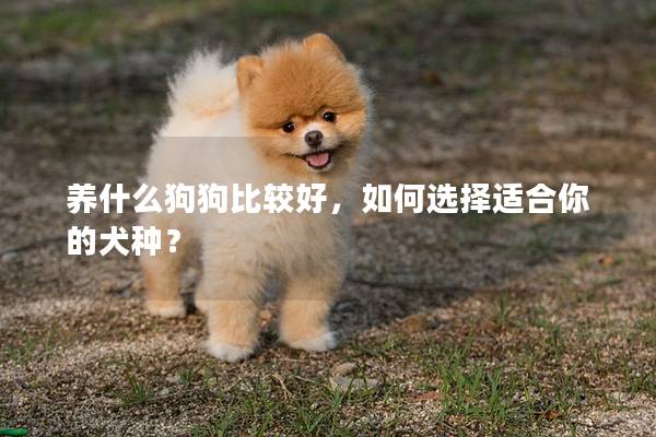 养什么狗狗比较好,如何选择适合你的犬种?