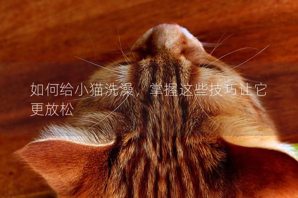 如何给小猫洗澡，掌握这些技巧让它更放松