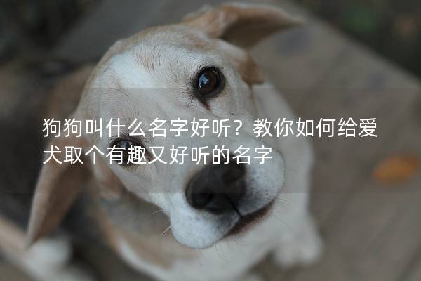 狗狗叫什么名字好听？教你如何给爱犬取个有趣又好听的名字