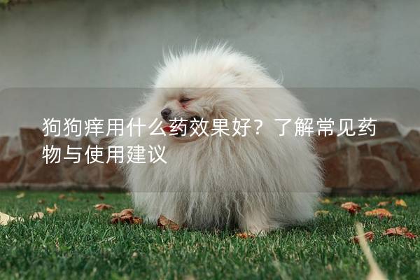 狗狗痒用什么药效果好？了解常见药物与使用建议