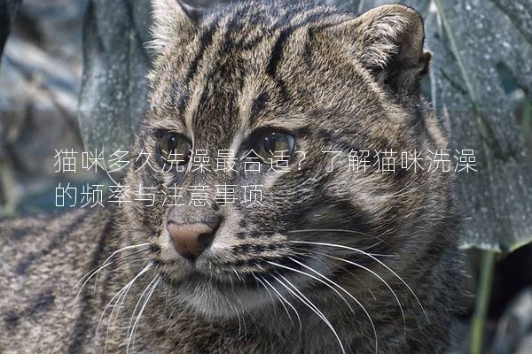 猫咪多久洗澡最合适？了解猫咪洗澡的频率与注意事项