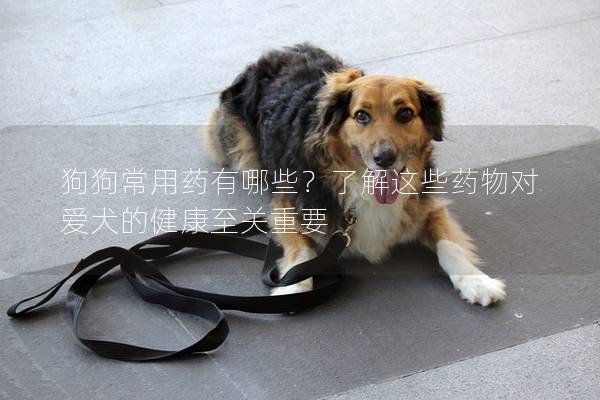 狗狗常用药有哪些？了解这些药物对爱犬的健康至关重要