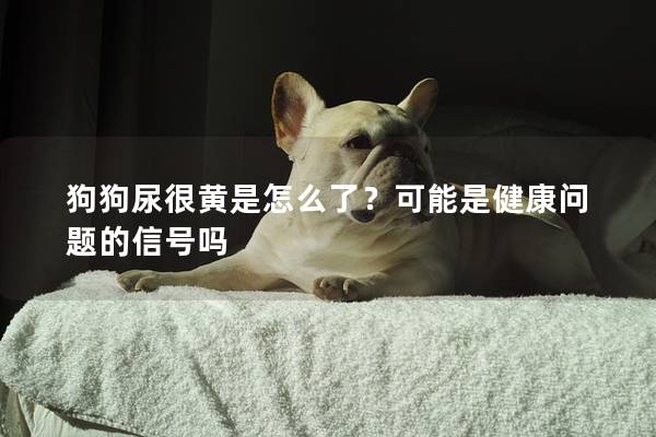 狗狗尿很黄是怎么了？可能是健康问题的信号吗