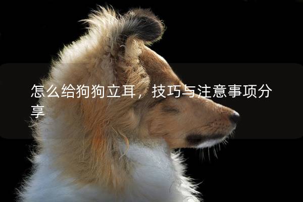 怎么给狗狗立耳，技巧与注意事项分享