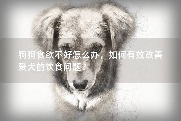狗狗食欲不好怎么办,如何有效改善爱犬的饮食问题?