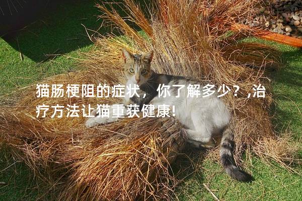 猫肠梗阻的症状，你了解多少？,治疗方法让猫重获健康!