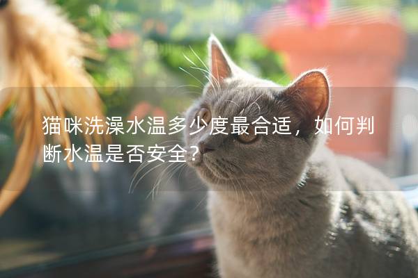 猫咪洗澡水温多少度最合适，如何判断水温是否安全？