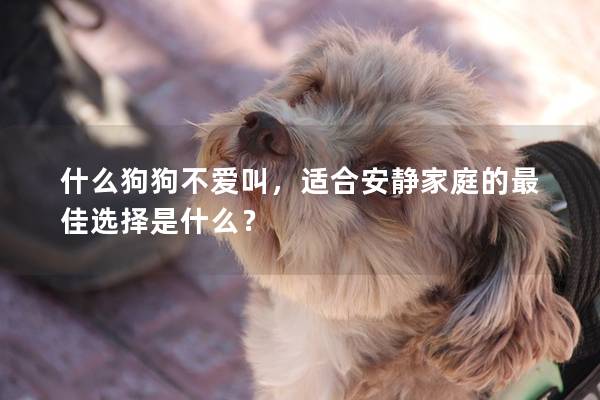 什么狗狗不爱叫，适合安静家庭的最佳选择是什么？